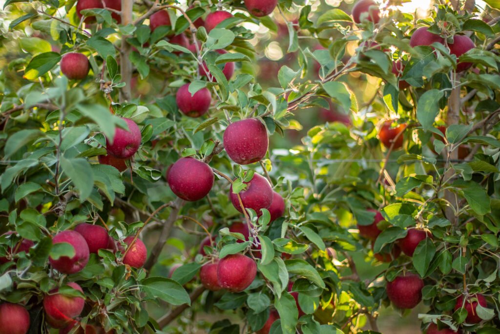 Red Delicious Varieties Apple Plant